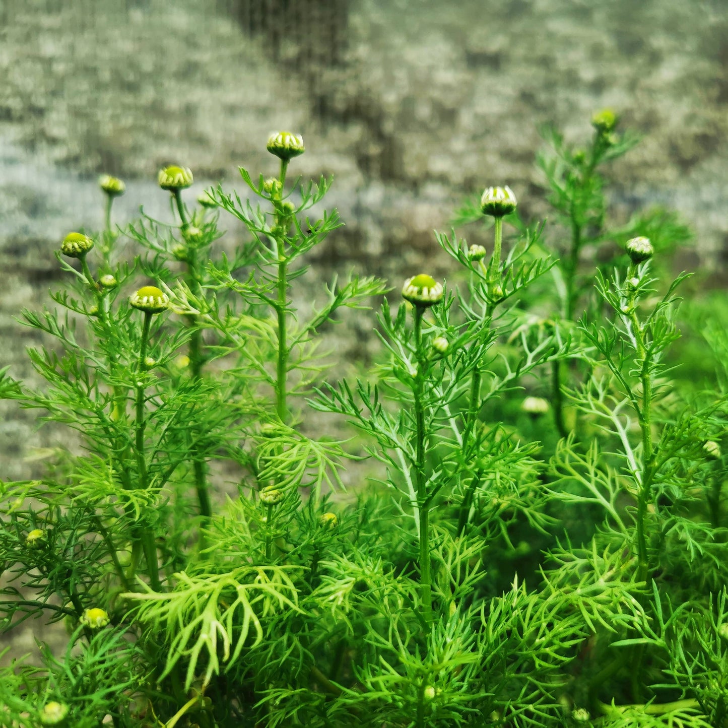 Chamomile Seeds - Organically Grown