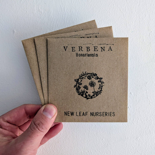 Verbena bonariensis Seeds