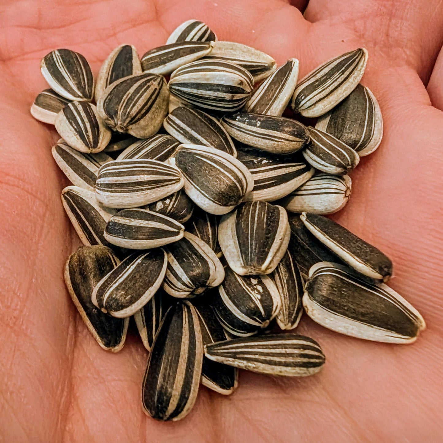 Sunflower 'Giant Yellow Single' Seeds