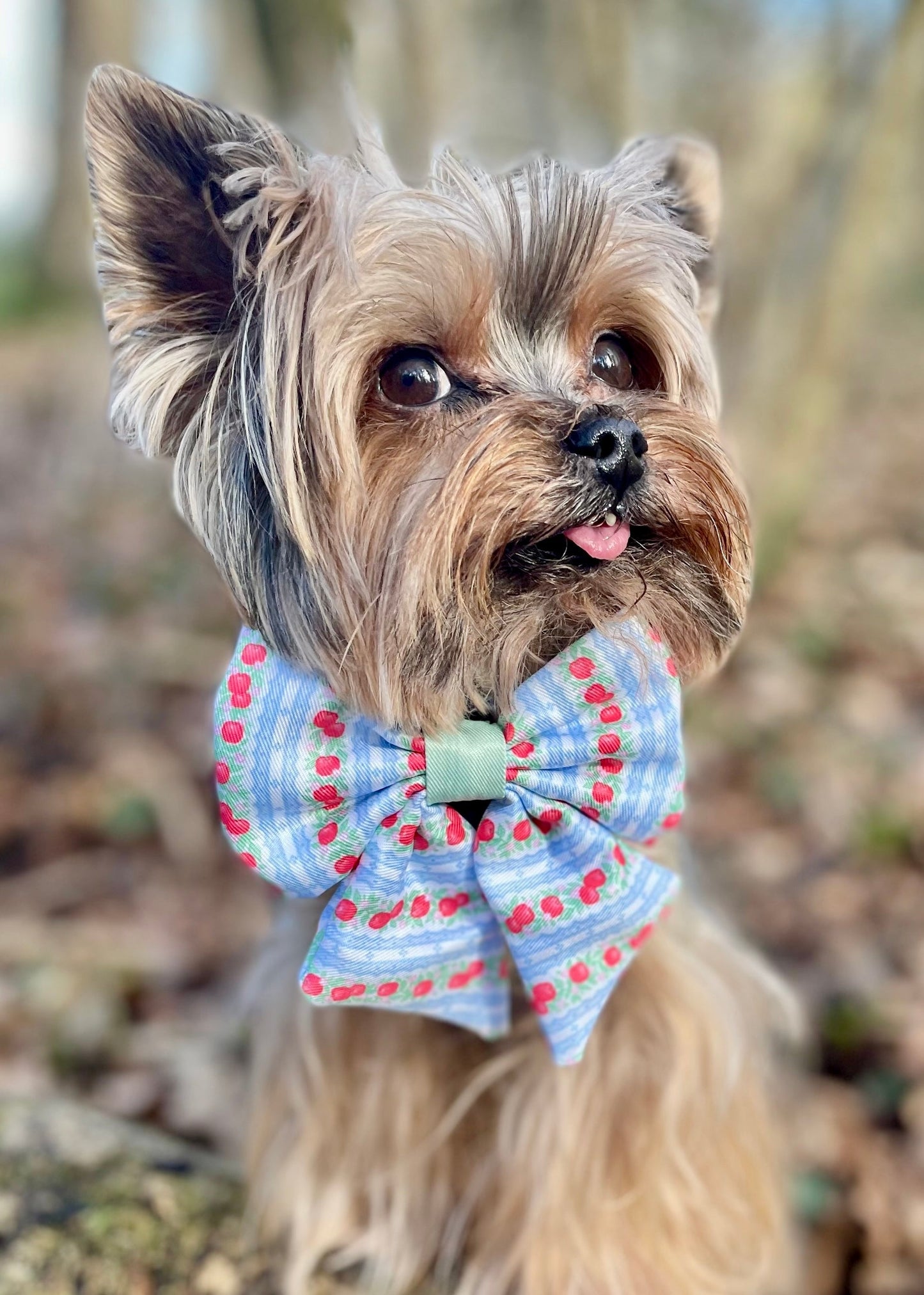 Eden's Orchard - Dog Collar + ID Tag Holder