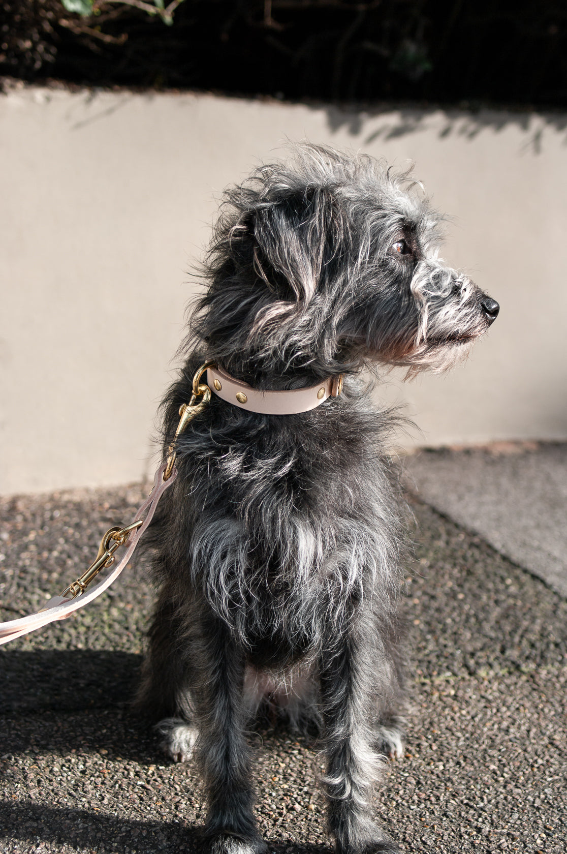 Monotone Leather Collar