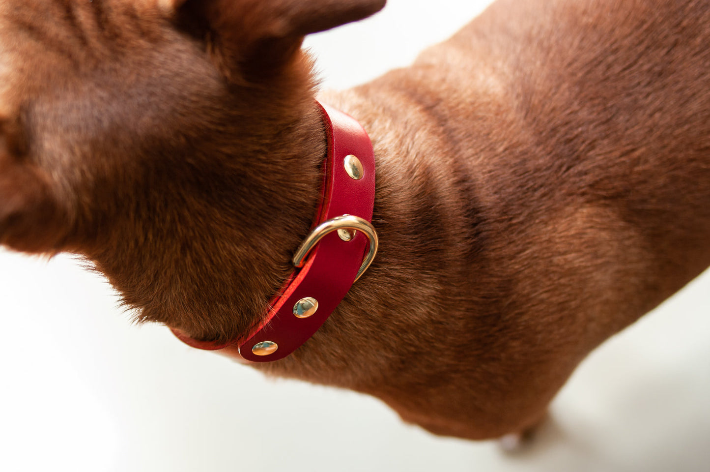 Monotone Leather Collar