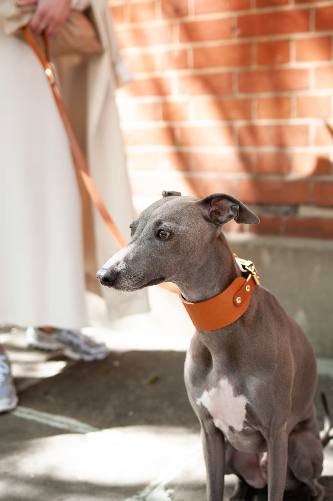 Hound Leather Collar