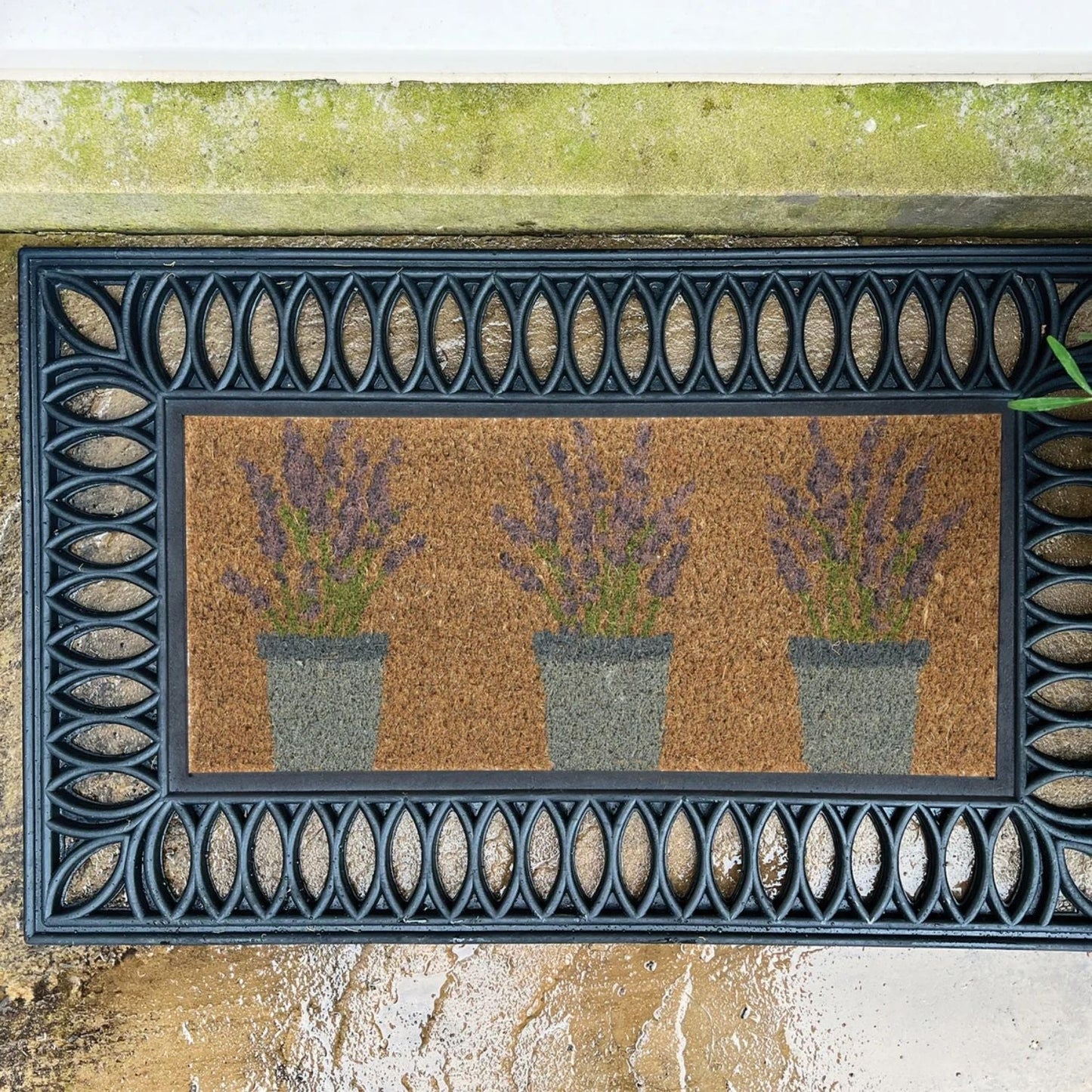 Outdoor Lavender Coir Insert (23x53cm)